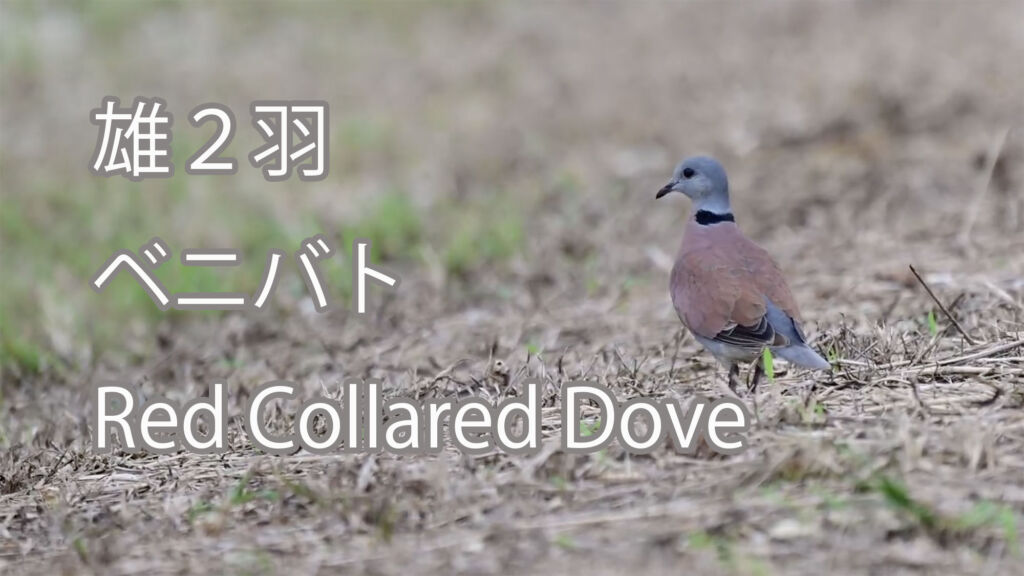 【雄２羽】ベニバト Red Collared Dove