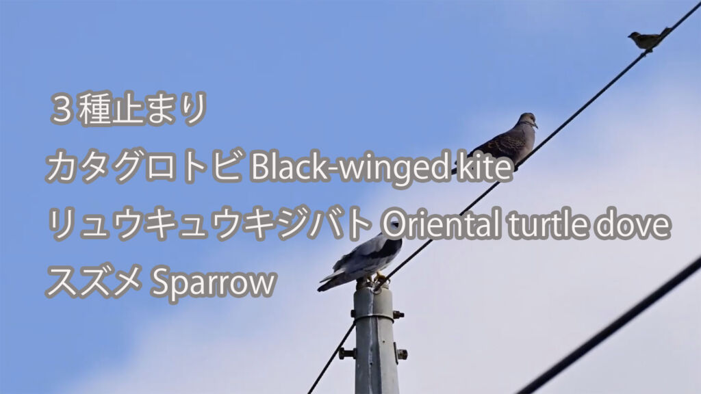 【３種止まり】カタグロトビ&リュウキュウキジバト＆スズメ Black-winged kite&Oriental turtle dove&Sparrow