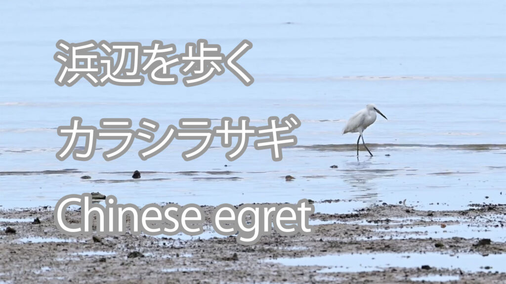 【浜辺を歩く】カラシラサギ Chinese egret