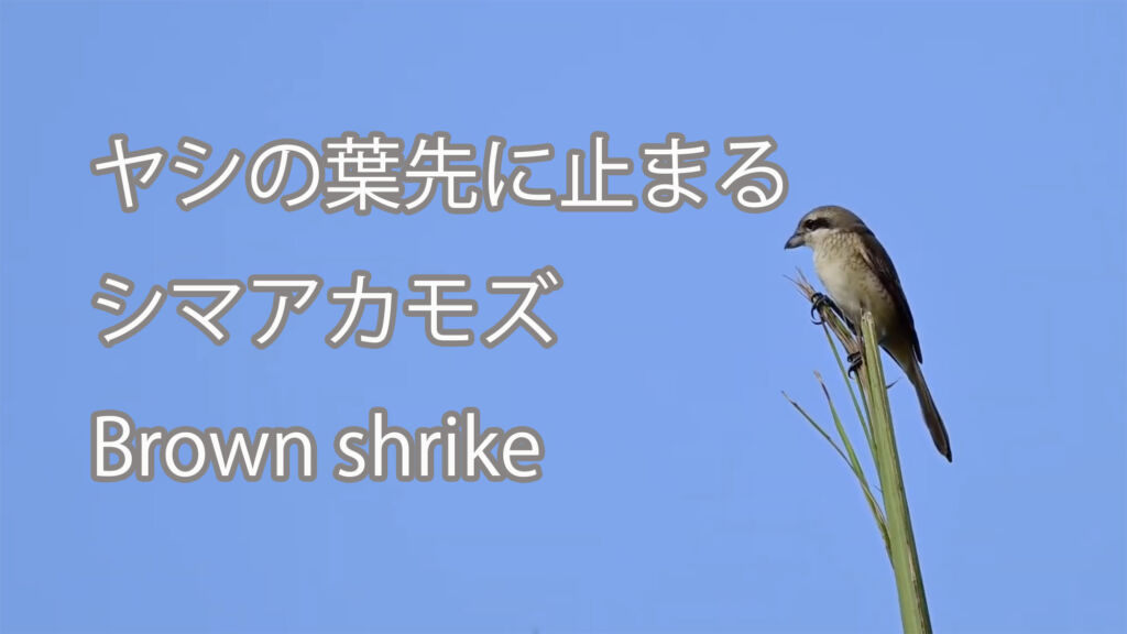 【ヤシの葉先に止まる】シマアカモズ Brown shrike