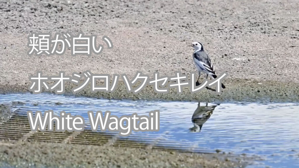 【頬が白い】ホオジロハクセキレイ White Wagtail