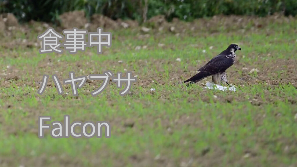 【食事中】ハヤブサ Falcon