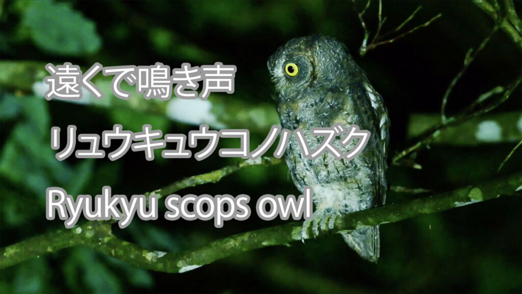 【遠くで鳴き声】リュウキュウコノハズク　Ryukyu scops owl