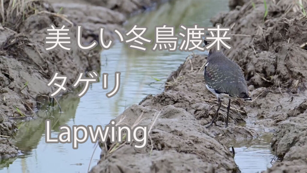 【美しい冬鳥渡来】タゲリLapwing