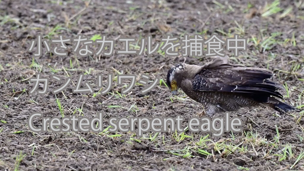 【小さなカエルを捕食中】カンムリワシ Crested serpent eagle