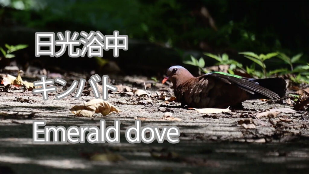 【日光浴中】 キンバト  Emerald dove