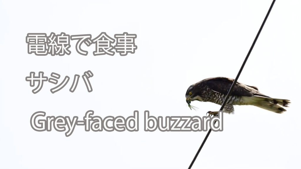 【電線で食事】サシバ Grey-faced buzzard