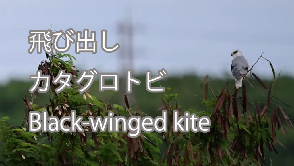 【飛び出し】カタグロトビ Black-winged kite