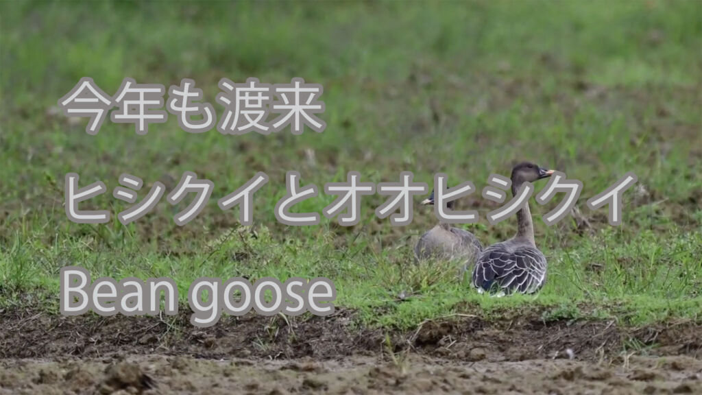 【今年も渡来】ヒシクイとオオヒシクイ Bean goose