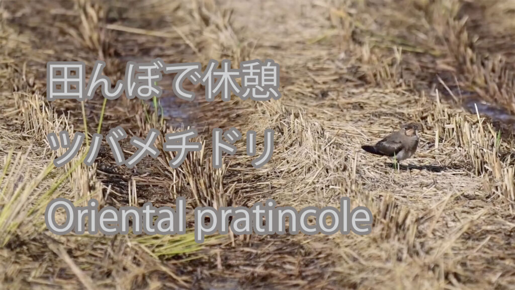 【田んぼで休憩】ツバメチドリ Oriental pratincole