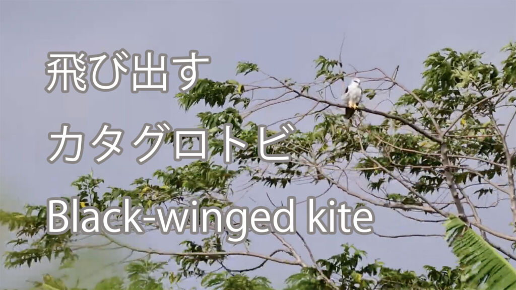 【飛び出す】カタグロトビ Black-winged kite