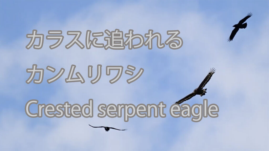 【カラスに追われる】カンムリワシ Crested serpent eagle