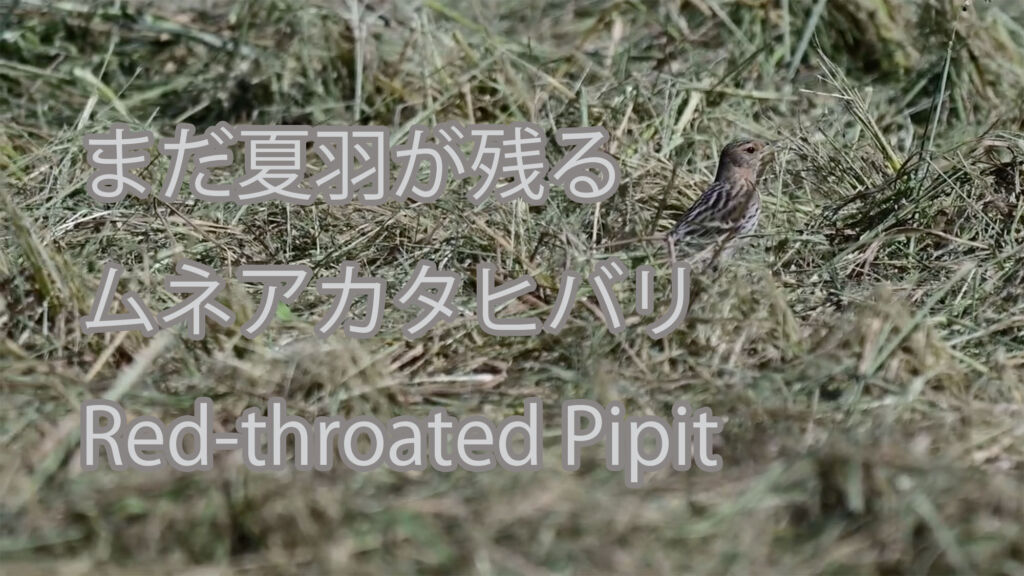 【まだ夏羽が残る】 ムネアカタヒバリ  Red-throated Pipit