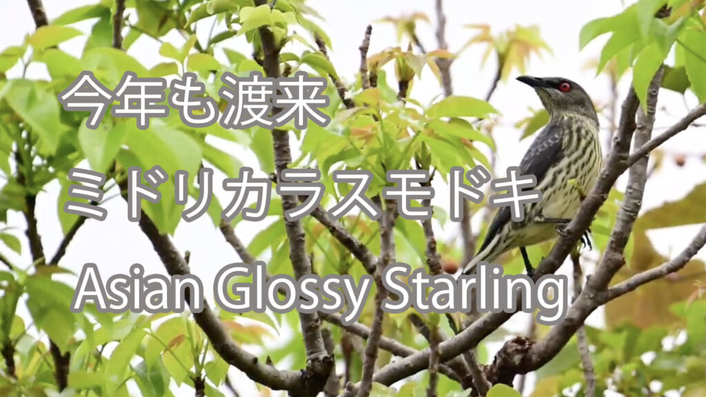 【今年も渡来】ミドリカラスモドキ Asian Glossy Starling