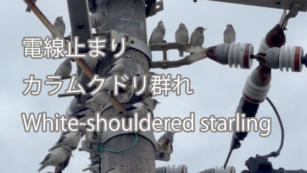 【電線止まり】カラムクドリ群れ White-shouldered starling