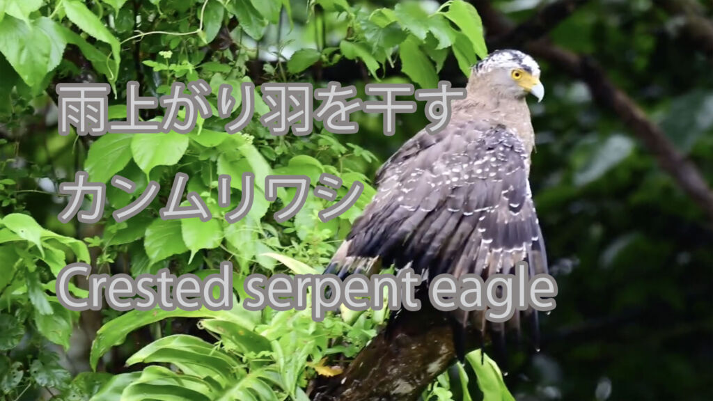【雨上がり羽を干す】カンムリワシ Crested serpent eagle