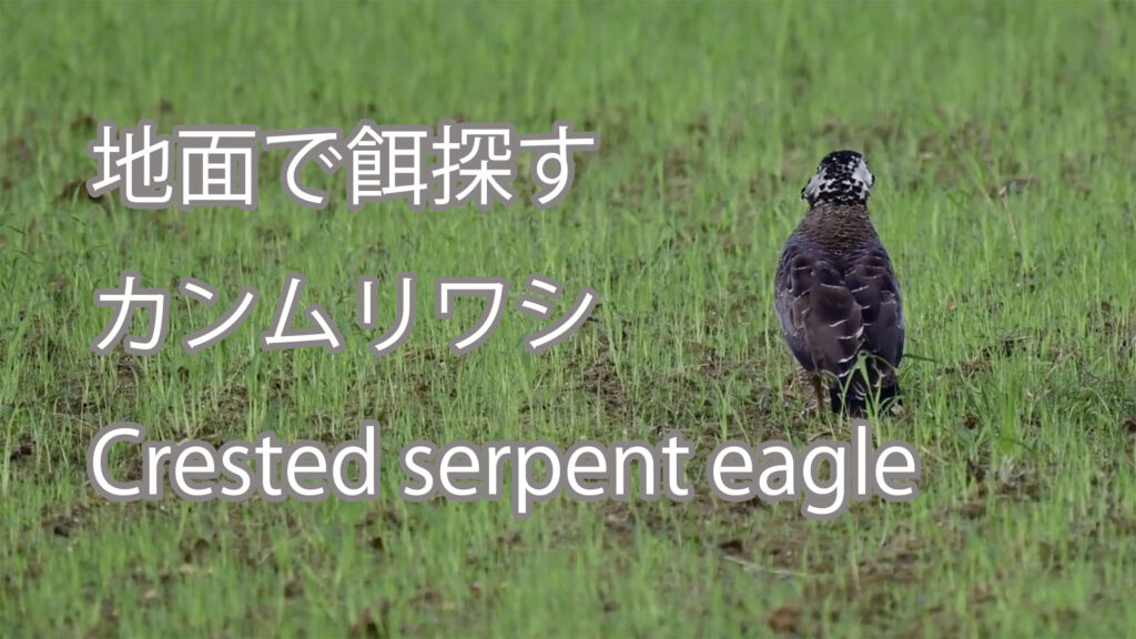 【地面で餌探す】カンムリワシ Crested serpent eagle