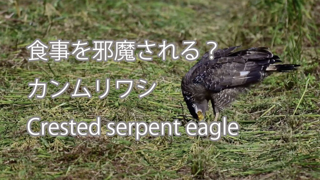 【食事を邪魔される？】カンムリワシ Crested serpent eagle