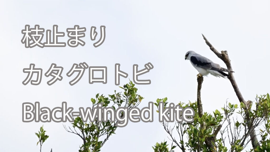 【枝止まり】カタグロトビ Black-winged kite