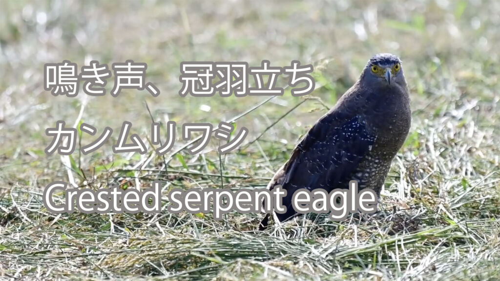 【鳴き声、冠羽立ち】カンムリワシ Crested serpent eagle