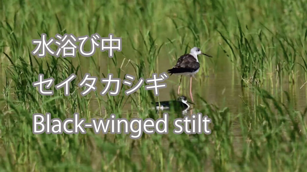 【水浴び中】セイタカシギ Black-winged stilt