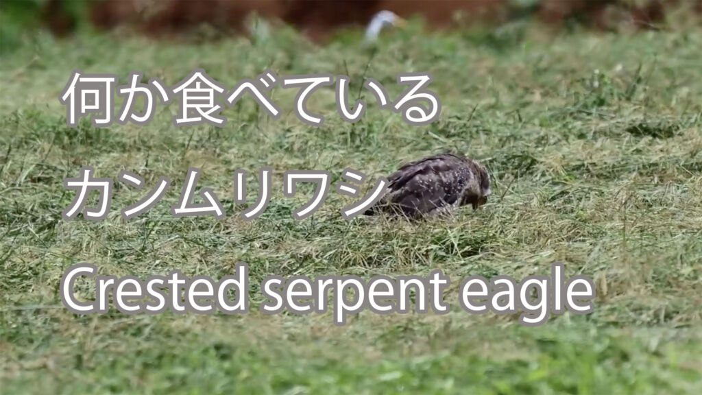 【何か食べている】カンムリワシ Crested serpent eagle