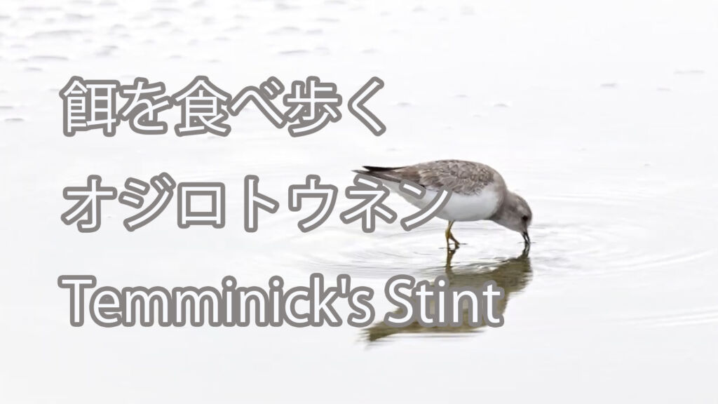 【餌を食べ歩く】オジロトウネン Temminick's Stint