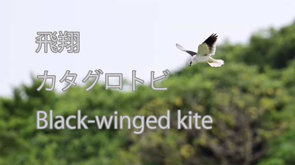 【飛翔】  カタグロトビ  Black-winged kite