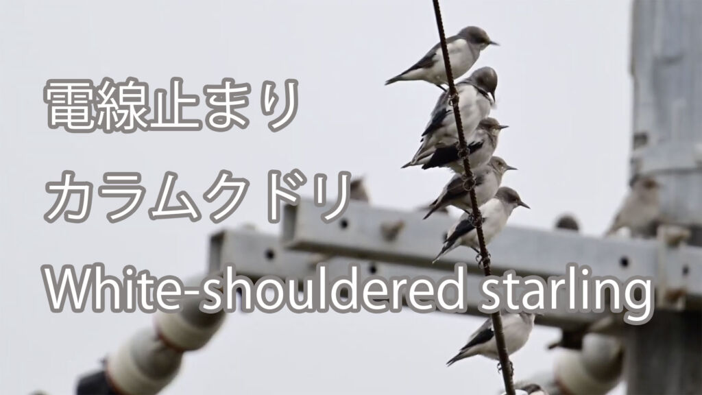 【電線止まり】カラムクドリ White-shouldered starling