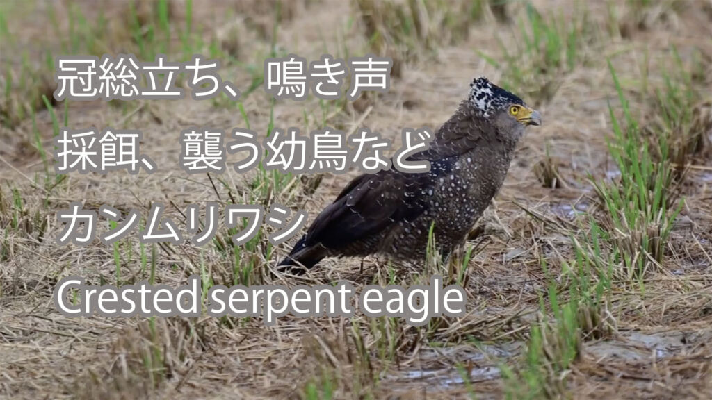 【冠総立ち、鳴き声、採餌、襲う幼鳥など】カンムリワシ Crested serpent eagle