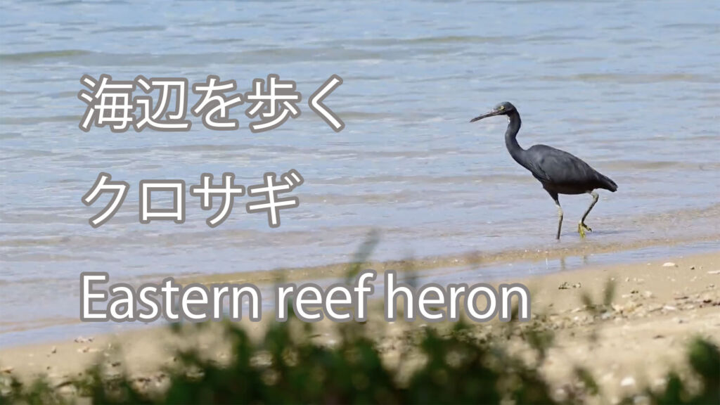 【海辺を歩く】クロサギ Eastern reef heron