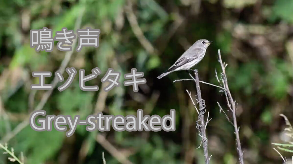 【鳴き声】エゾビタキ Grey-streaked