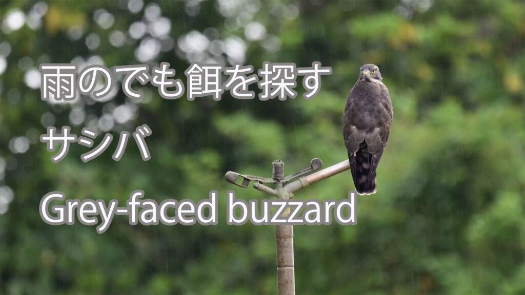 【餌を探す】サシバ Grey-faced buzzard