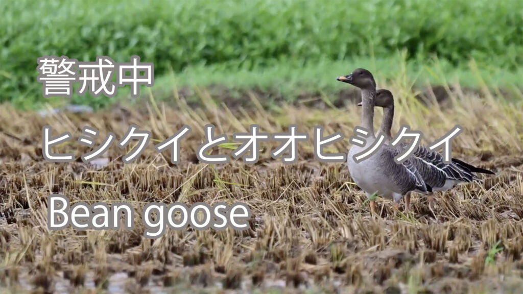 【警戒中】ヒシクイとオオヒシクイ Bean goose