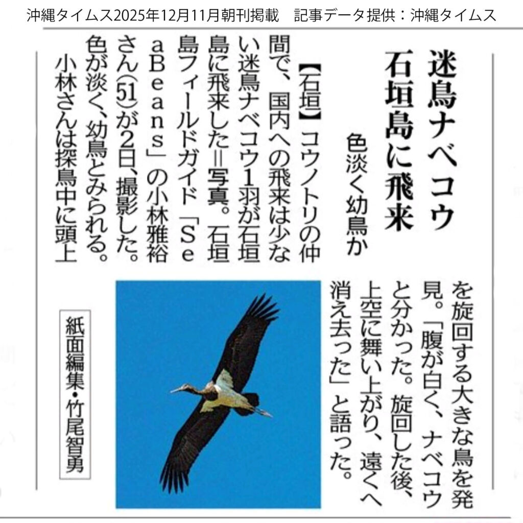 「迷鳥ナベコウ　石垣島に飛来」  2025年12月11日、沖縄タイムス 朝刊掲載
