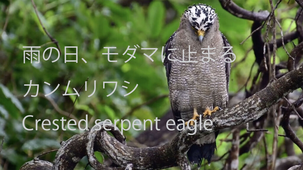 【雨の日、モダマに止まる】 カンムリワシ  Crested serpent eagle