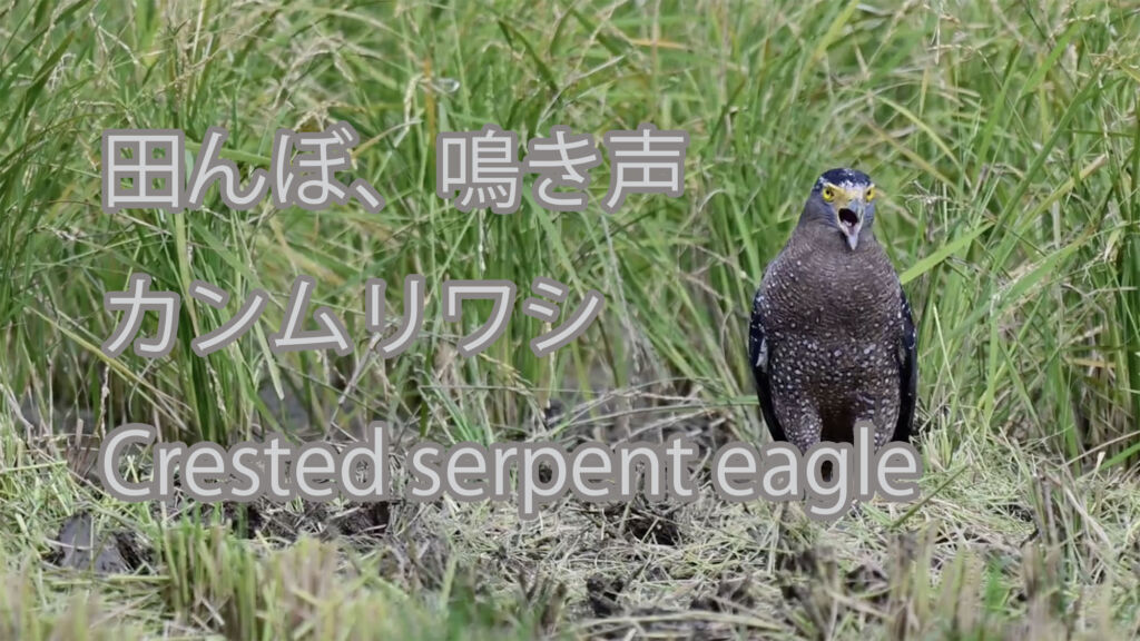 【田んぼ、鳴き声】カンムリワシ Crested serpent eagle