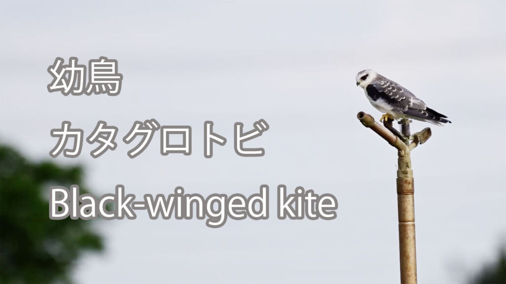 【幼鳥】 カタグロトビ  Black-winged kite