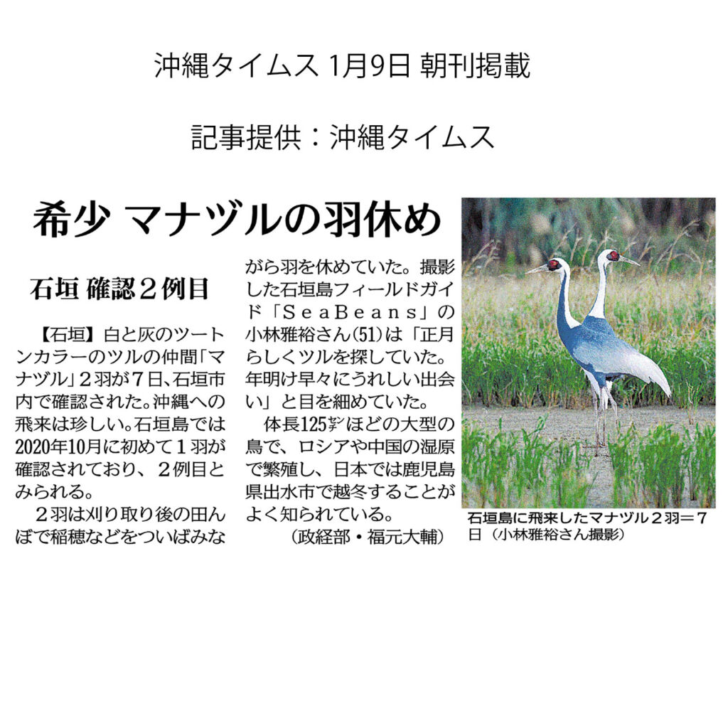 「希少マナヅルの羽休め」沖縄タイムス 1月9日朝刊掲載