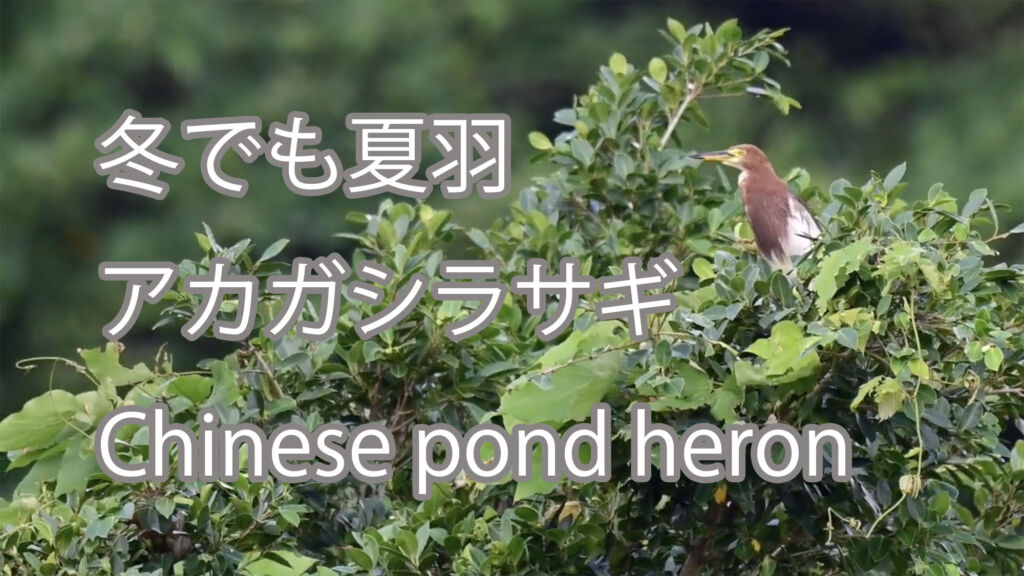 【冬でも夏羽】アカガシラサギ Chinese pond heron