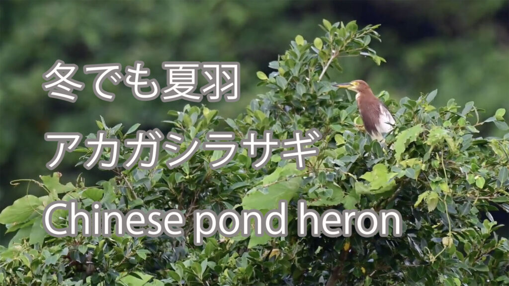 【冬でも夏羽】アカガシラサギ Chinese pond heron