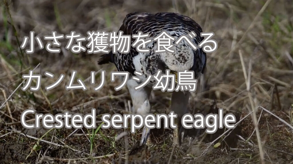 【小さな獲物を食べる】カンムリワシ幼鳥 Crested serpent eagle
