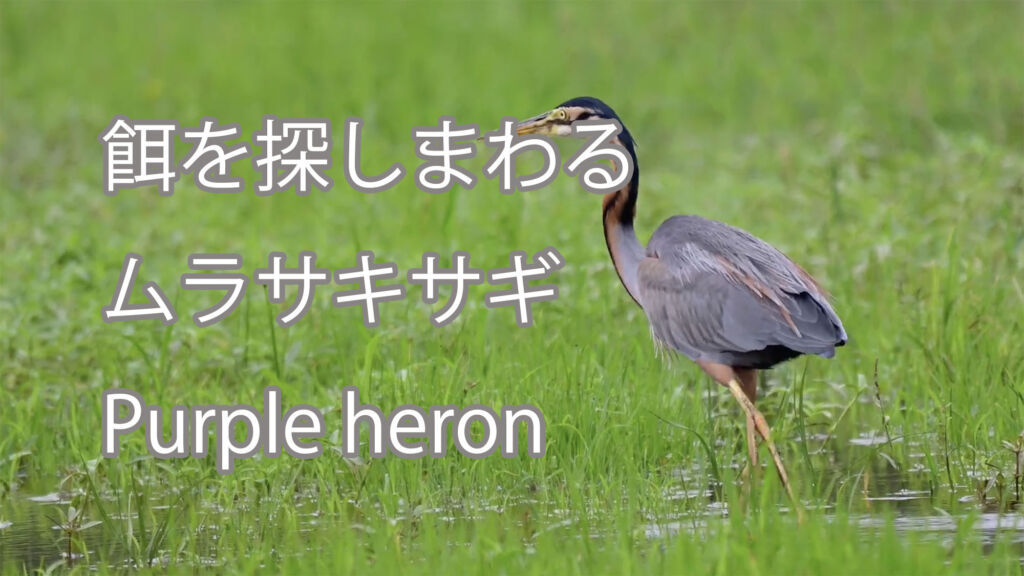 【餌を探しまわる】ムラサキサギ Purple heron