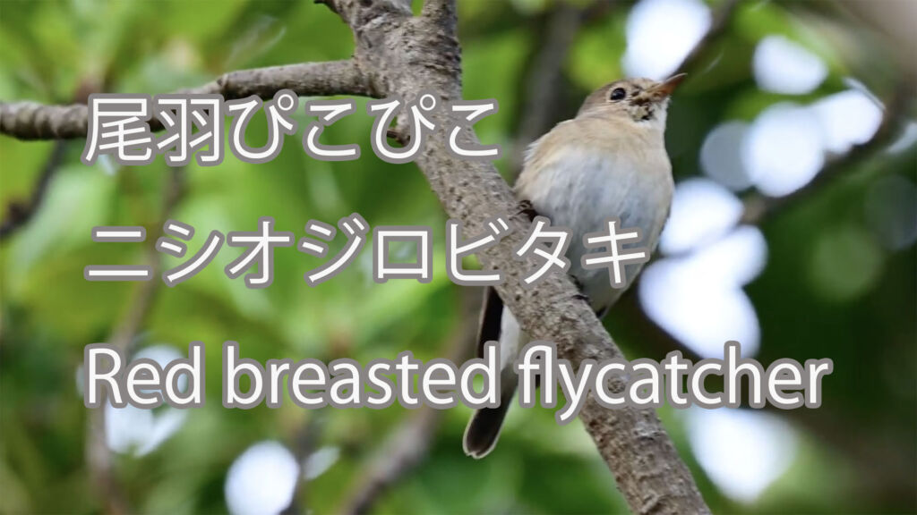【尾羽ぴこぴこ】ニシオジロビタキ Red breasted flycatcher