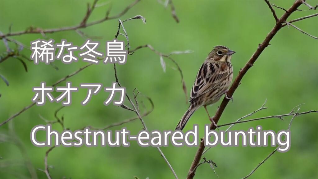 【稀な冬鳥】ホオアカ Chestnut-eared bunting