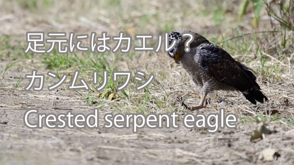 【足元にはカエル？】カンムリワシ Crested serpent eagle