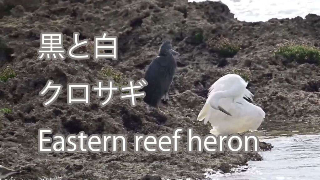 【黒と白】クロサギ Eastern reef heron