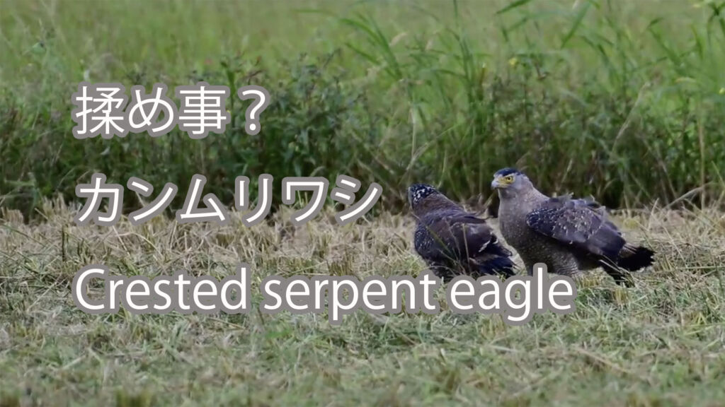 【揉め事？】カンムリワシ Crested serpent eagle