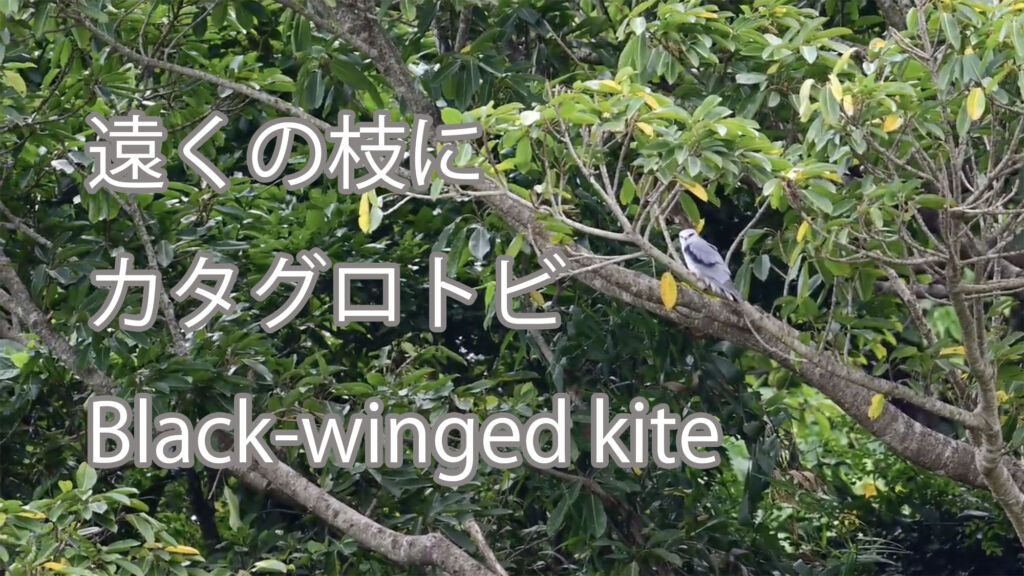 【遠くの枝に】カタグロトビ Black-winged kite
