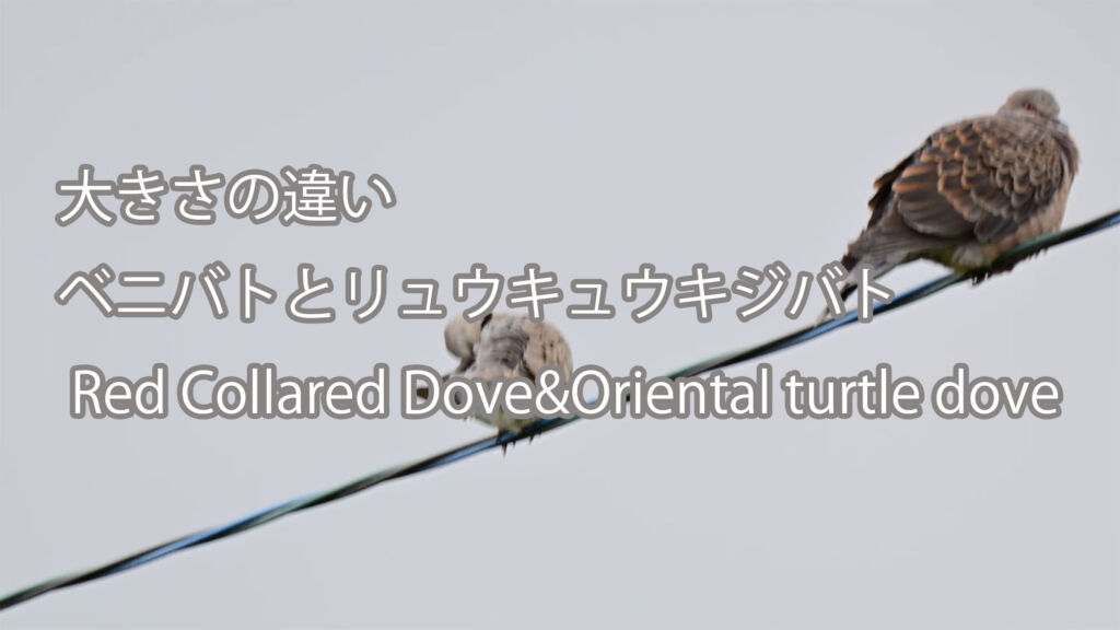 【大きさの違い】ベニバトとリュウキュウキジバト Red Collared Dove&Oriental turtle dove